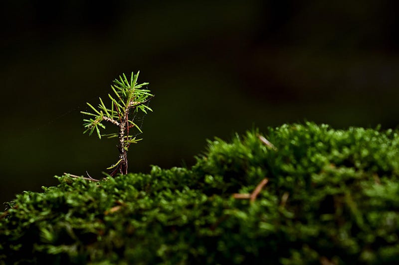 A tree growing strong despite its surroundings.