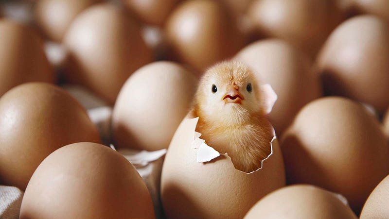 Newly hatched chick in an egg tray.