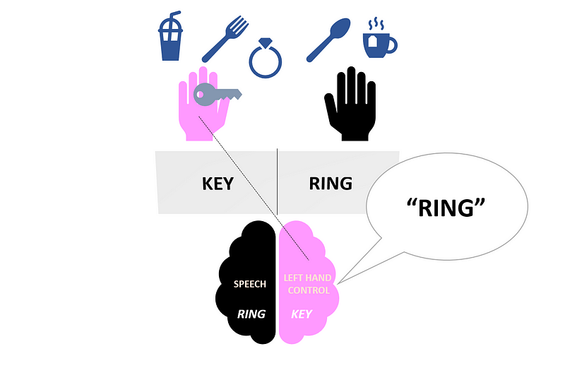 Diagram from Sperry's split-brain studies