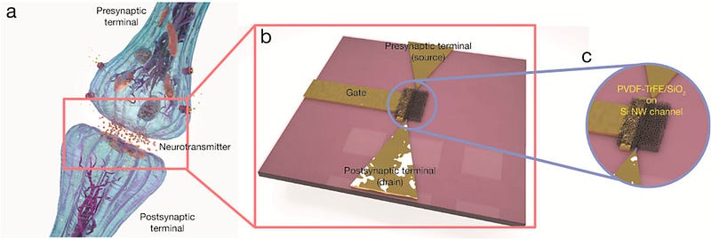 Schematic representation of a synapse and the prototype design.