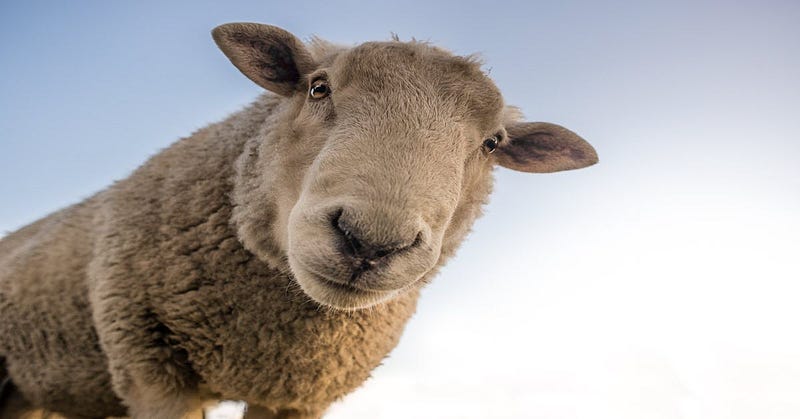 Sheep circling behavior in pen number 13