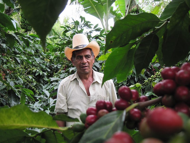 Coffee plants affected by climate change