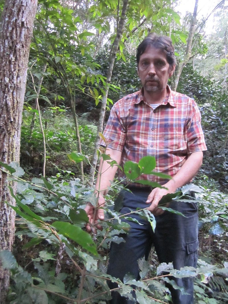 A coffee farm in Comayagua, Honduras