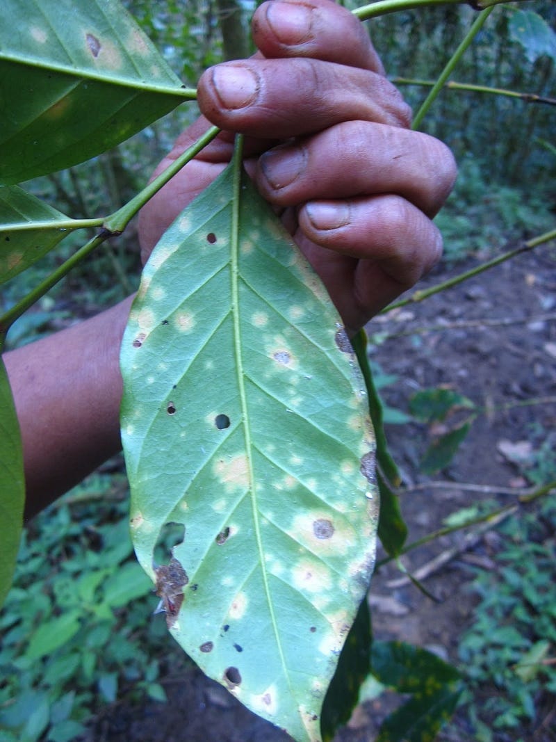 Coffee rust damaging crops in Honduras