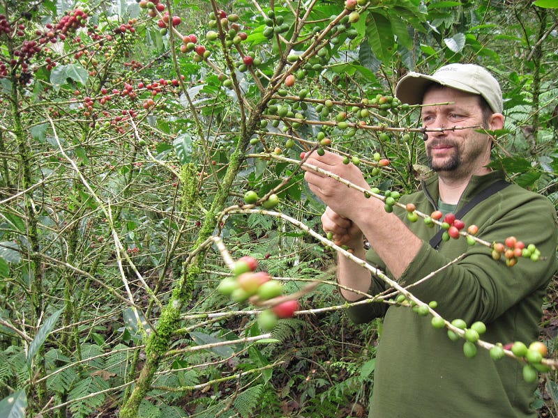 Author assisting in coffee harvesting