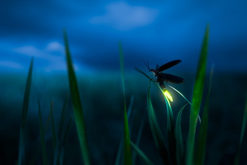 Fireflies communicating through light