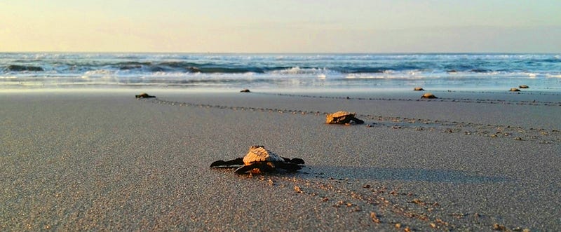 Baby turtles navigating towards the ocean