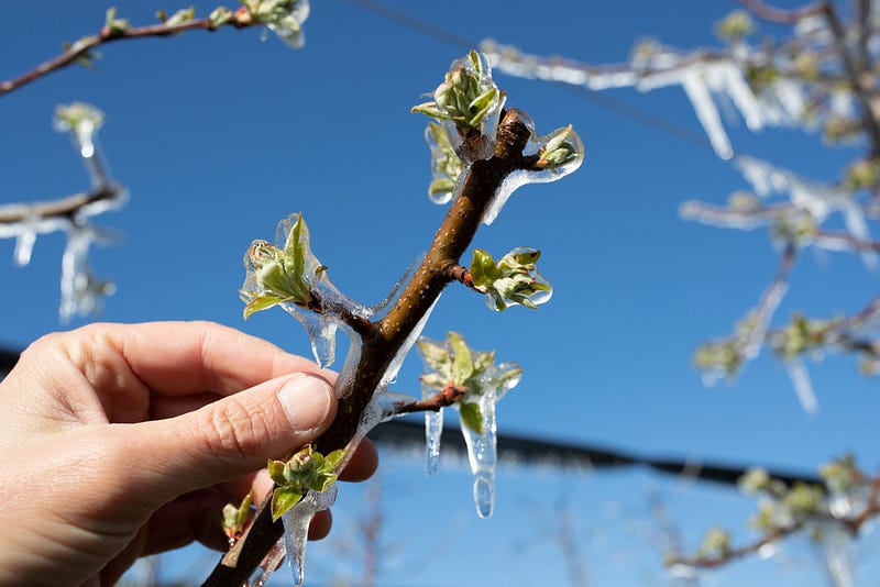 Plant buds affected by cold weather