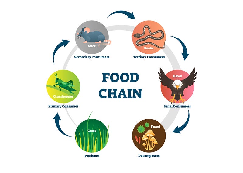 Energy flow diagram in ecosystems