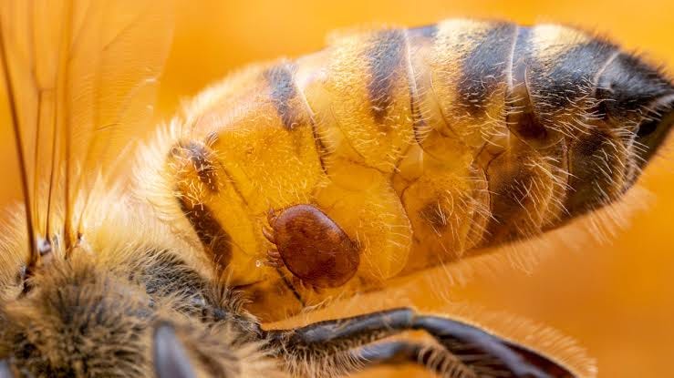 Aggressive bees in a natural setting