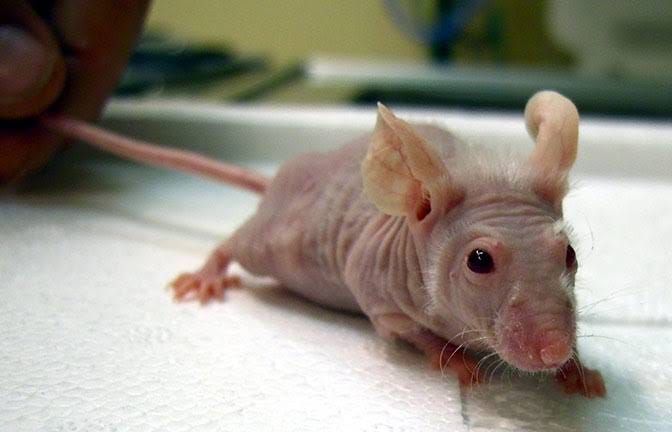 Mouse with a human ear graft