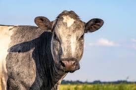 Muscular Belgian Blue cows in a field