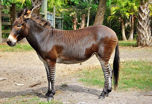 Zebroid displaying zebra stripes