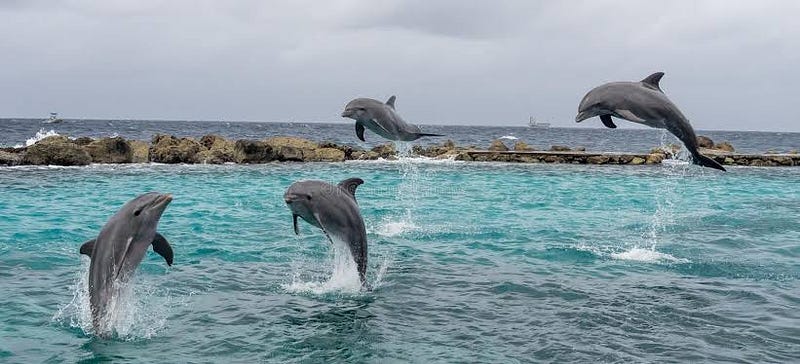 Wholphin swimming in the ocean