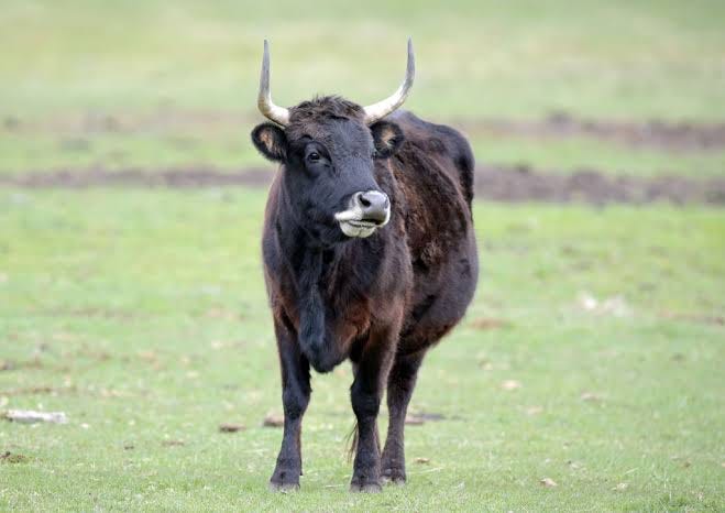 Beefalo grazing in a pasture