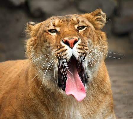 Hybrid lions in captivity