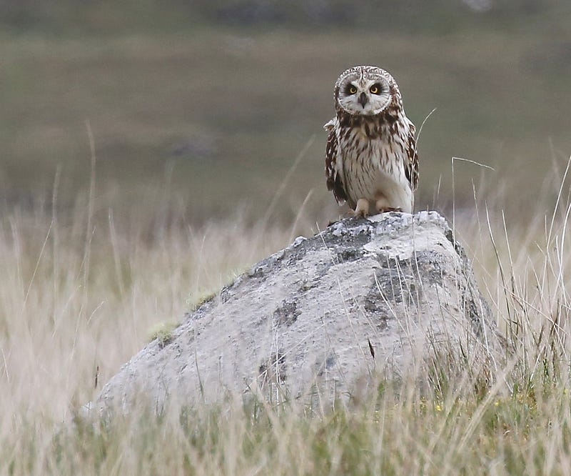 Short-Eared Owl on a boulder in the Outer Hebrides