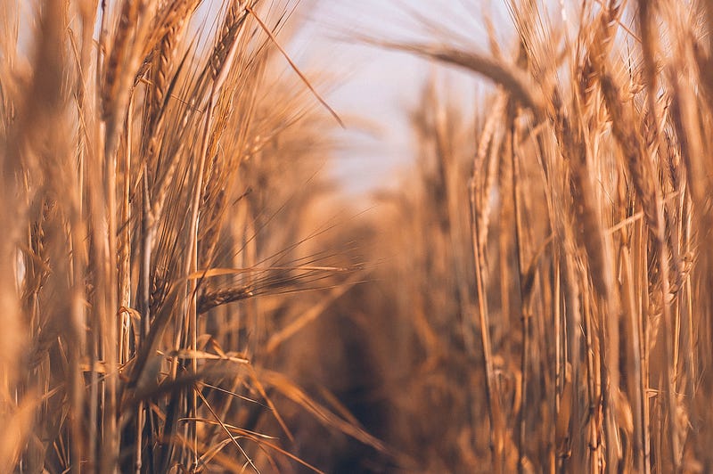 Image of a productive agricultural field