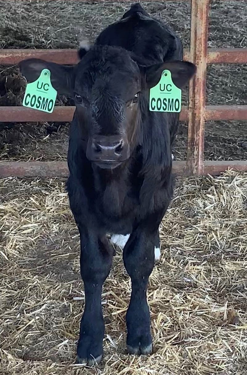 Cosmo, the gene-edited bull calf engineered for male offspring.