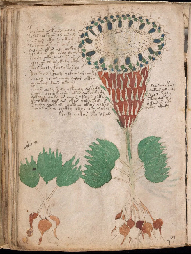 Botanical Illustration from the Voynich Manuscript