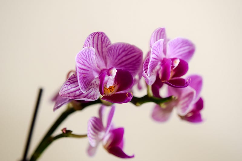 Vibrant orchid blooms in a cozy living space