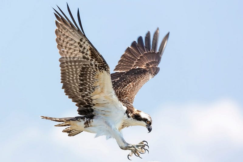 Trained birds of prey used to capture drones.