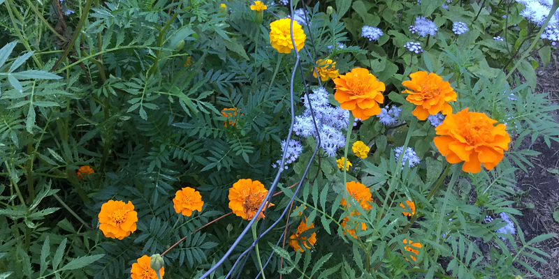 The beauty of spring flowers blooming in the garden