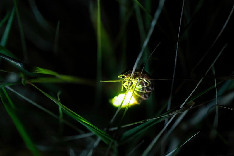 Image of bioluminescent organisms