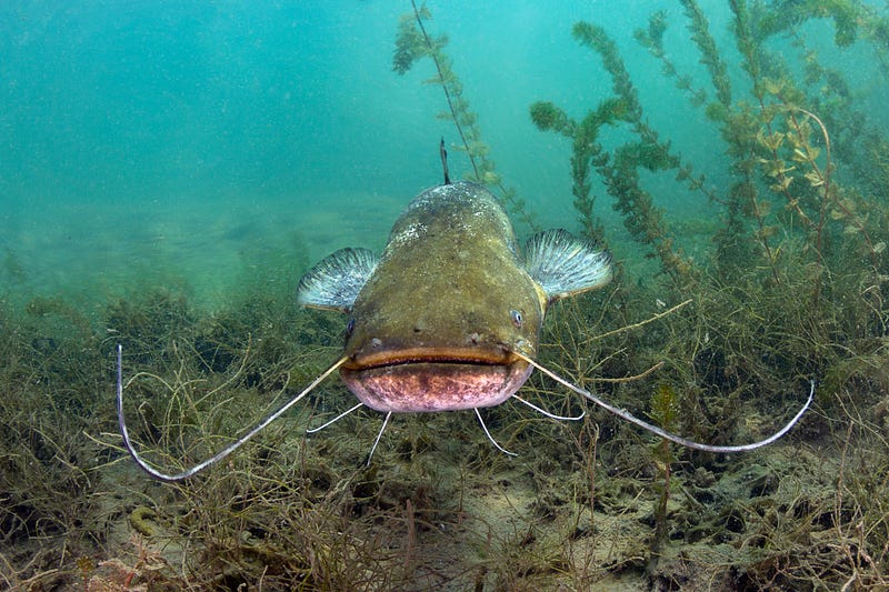 Illustration of the metaphor behind "catfish"