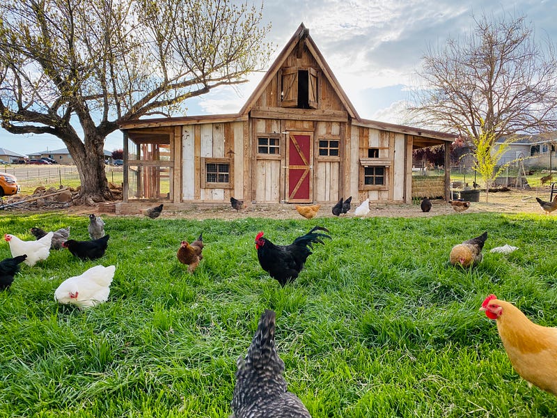 Chickens in a lab environment