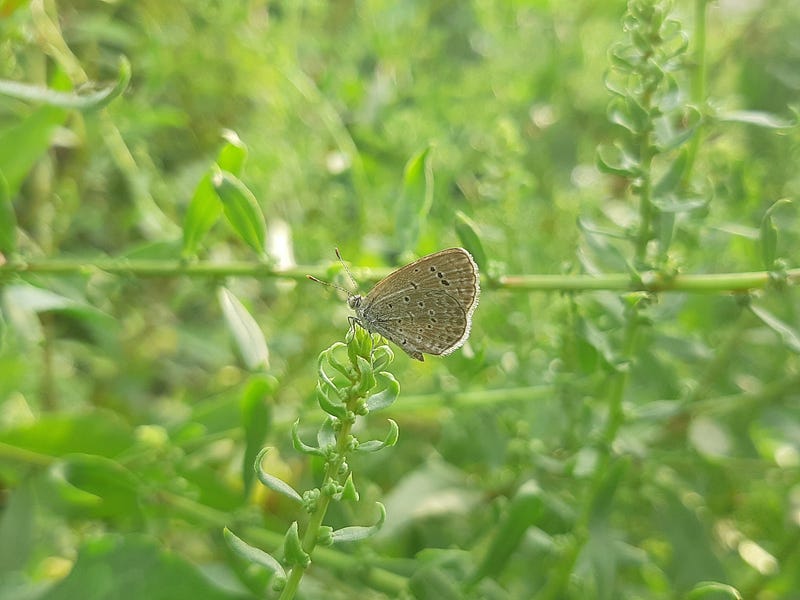 Mimicry in Nature