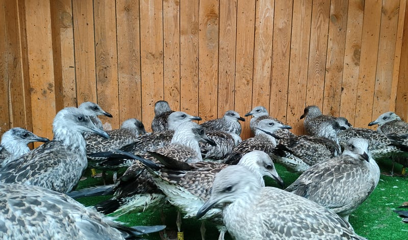 Banding a seagull at Ostoja rehabilitation center