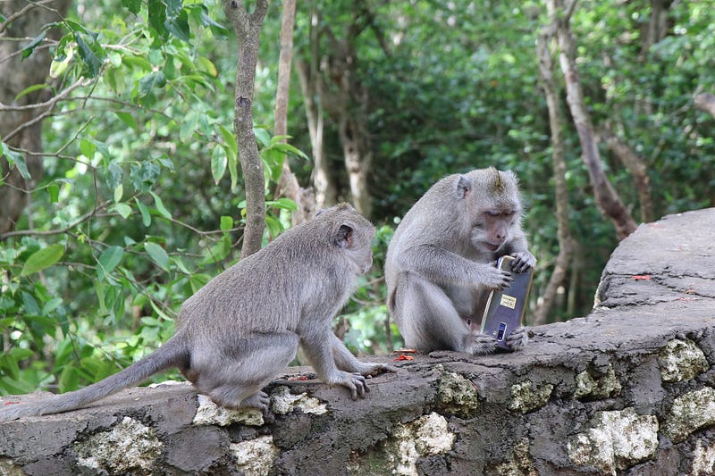 Long-tailed macaques displaying negotiation behavior