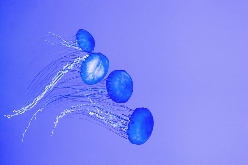 Jellyfish navigating through mangrove roots