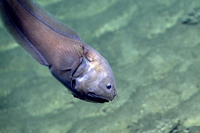 Bony-Eared Assfish in its natural habitat