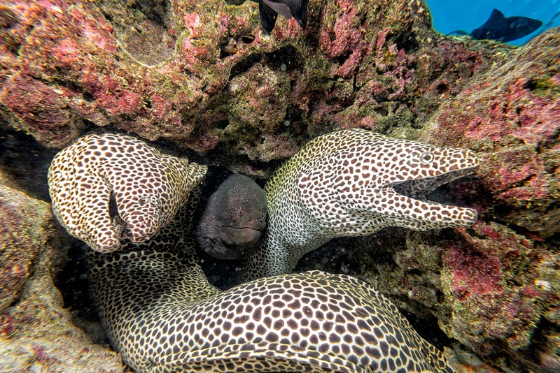 Moray eels in their natural habitat