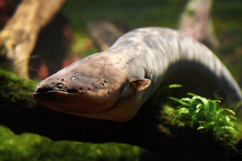 Electric eels in freshwater environments