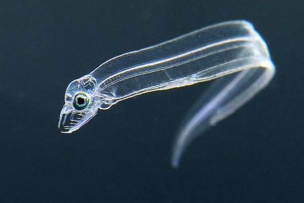 Eel larvae suspended in ocean water