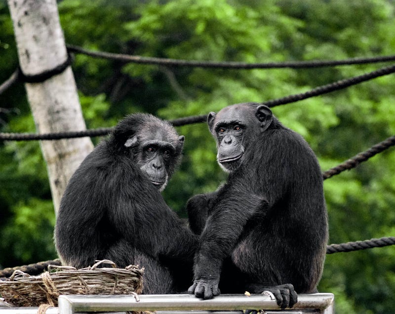 Chimpanzees strategizing in their natural habitat