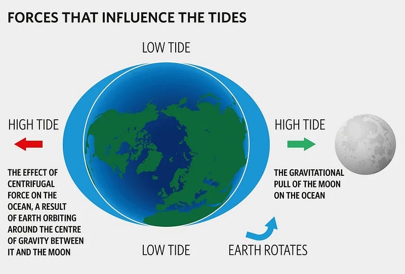 Influence of centrifugal force on tidal patterns