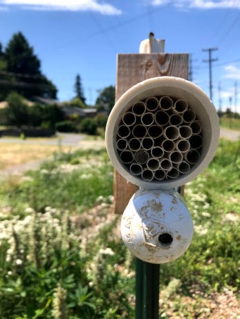 Native bee research in action