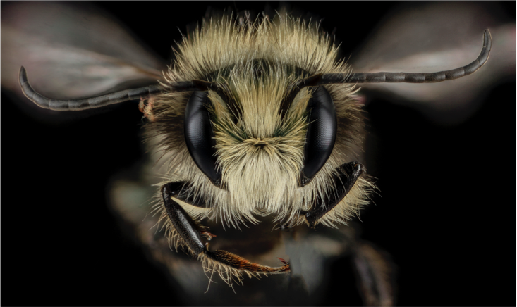 Blue Orchard Mason bees in their natural habitat