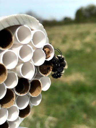 Close-up of a male Blue Orchard Mason bee