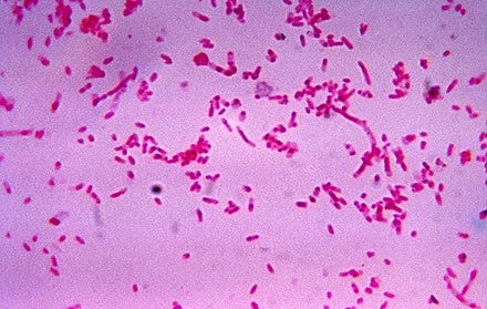 Fusobacterium nucleatum culture