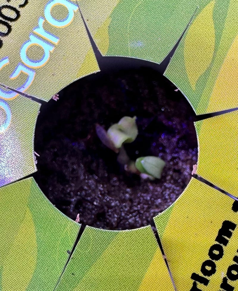 Tiny seedlings in a hydroponic garden