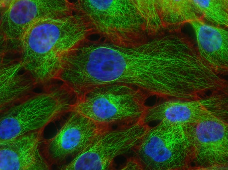 Artistic representation of cell division