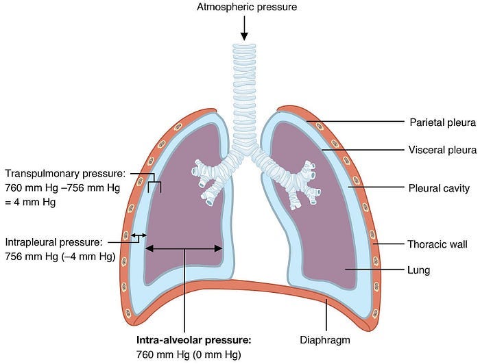 Illustration of gravity's effect on lung function