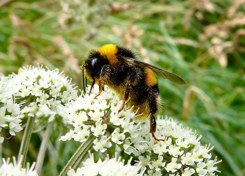 Bumble bee interacting with a puzzle box